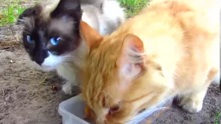 Cute cat with blue eyes on the street clip57