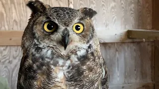 Dr. Laura Johnson and Great Horned Owl Robbie