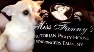 Mr. Nibbles endorses Miss Fanny's Victorian Party House