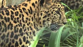 Amur Leopards Pounce into the San Diego Zoo