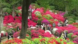 Azalea Festival (Tsutsuji Matsuri), Nezu Shrine, Tokyo 　根津神社　つつじ祭り　２０２４年４月１８日