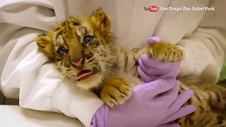 Two Motherless Tiger Cubs Are Brought Together at San Diego Zoo