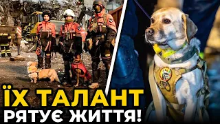 🐕Чотирилапі герої рятують життя у Дніпрі | Як собаки шукають людей під завалами / Лариса Борисенко