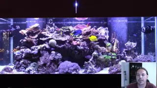How I Dealt with Ich Without Medication in My Reef Tank.