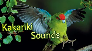 Kakariki Sounds