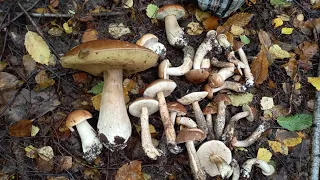 Найшов гриба Гіганта. ПОПАЛИ В ГРИБНИЙ РАЙ / БІЛІ ГРИБИ 2022..mushrooms