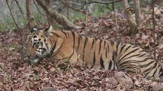 Jharni Tigress sub adult cub 29-02-2024 Sarfaraz Photography T11