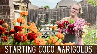 Starting COCO Marigolds, Harvesting Cut Flowers, & Winner of Sunflower Steve Seeds 🌻