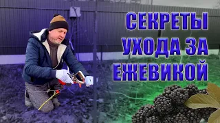 Весенний уход за лозой ежевики