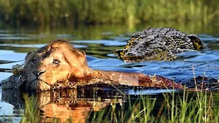 Крокодил и лев. Хищники Африки. Лев напал. Нападение крокодила. Животный мир. Львиный прайд.