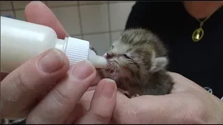 Cuidados com um gato recém nascido