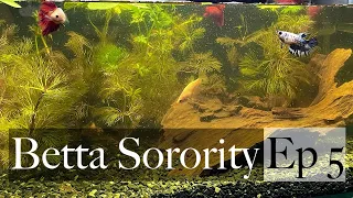 Betta Sorority Aquarium ep5: mean girls