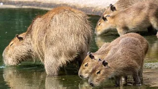 Capybara are the Friendliest Animal Compilation 4K 🌿🌿🌿🌿🌿