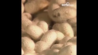 Как делают шёлк из кокона|CCTV Русский