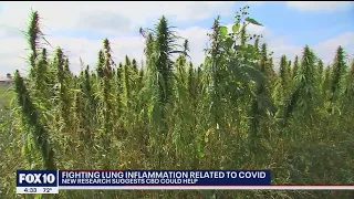 New research suggests CBD could help fight COVID-related lung inflammation | FOX 10 News