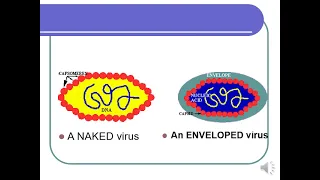 Introduction to Virology 2023-mip