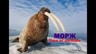 Морж (все про моржа)