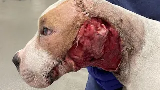Puppy left neglected after mauled by sitters dogs - warning graphic footage