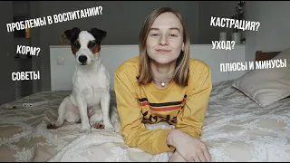 ГОД С СОБАКОЙ: ОПЫТ И СОВЕТЫ | Karolina K