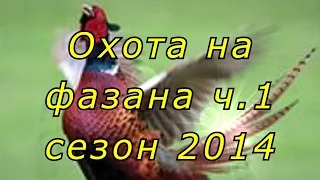 Охота на фазана с дратхаарами на Юге России. Сезон 2014г. Часть 1.