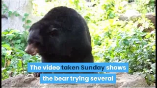 video of mother bear and cubs crossing road