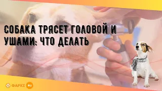 Собака трясет головой и ушами: что делать