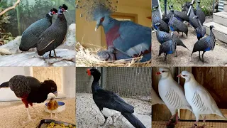 Ground Birds Farming, Dakhni Teetar, Pheasant, Volcher Guineafowl, Chand Chakor, Hsn Entertainment