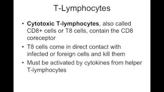 Chapter 24 Lymphatic System Part2