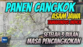 Panen Cangkok Asem Jawa |Tamarindus indica|