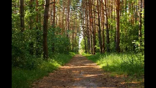 Dźwięki zwierząt lasu