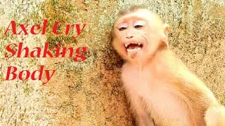 Orphan monkey Axel Cries Tantrum Hungry Milk I Pity baby monkey Axel