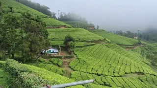 |Lush green Tea Gardens of Munnar| Kerala, December 2023