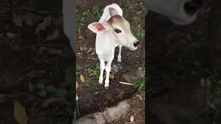 Baby cow😃