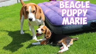 ❤️🐶  Cute Beagle Puppy Marie Compilation 🐶❤️