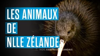 Nouvelle-Zélande : les meilleurs extraits de 30 Millions d'Amis