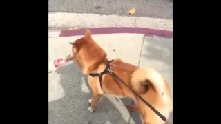 RUNNING MAN CHALLENGE SHIBA INU