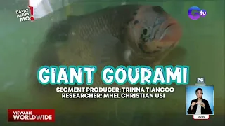 Isang uri ng gourami, gaplanggana ang laki?! | Dapat Alam Mo!