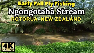 Early Fall Fly Fishing Ngongotaha Stream