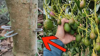 Como Capar Árbol de Aguacate para estimular Floración y Cuaje de Frutos - Capar Árbol de Palta