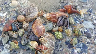 MENCARI KELOMANG UMANG, KEONG, SIPUT, KERANG DI PANTAI YANG INDAH