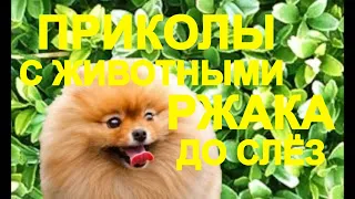 💥😜💥Я РЖАЛ ДО СЛЁЗ💥СМЕШНЫЕ ЖИВОТНЫЕ💥ПРИКОЛЫ С ЖИВОТНЫМИ💥КОТЫ💥СОБАКИ💥petsworld #18