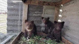 ЭТИ МЕДВЕЖАТА СКОРО ПОГИБНУТ! Поездка за Черемшой и в Центр Инстинкт.