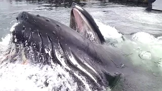 Watch a Humpback Whale Surface Right in Front of You | National Geographic