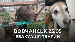 ВОВЧАНСЬК 23.05 | Тварини дивом виживають у цих умовах | Евакуація тварин