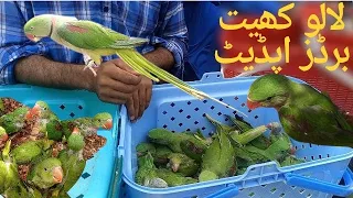 lalukhait biRds Updates | Karachi breed