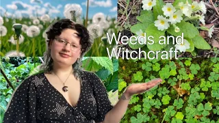 Weeds & Witchcraft: Dandelion, Bramble, Clover & Primrose