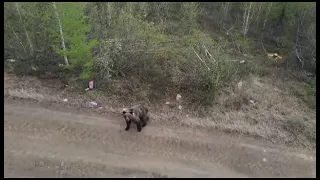 Эвенкия.Медведь рядом с Турой .