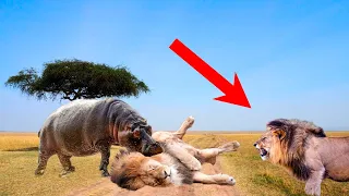 HOW DO HIPPOS KILL LIONS? 12 Crazy Animal Fights Caught On Camera