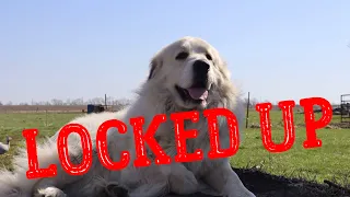 Fencing in our Great Pyrenees. I didn't want to, but we had to do it!