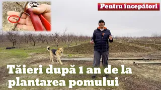 Tăierea pomilor dupa 1 an de la plantare pentru incepatori